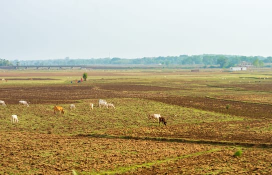 Cows grazing in the field at a distance against blue sky horizon in the background.