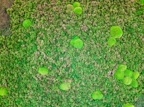 Close-up surface of the wall covered with green moss. Modern eco friendly decor made of colored stabilized moss.