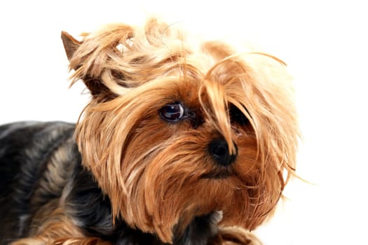 A little scared yorkshire terrier fun face portrait