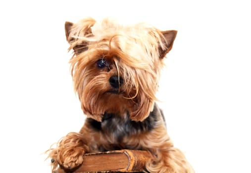 A little funny yorkshire terrier with old book