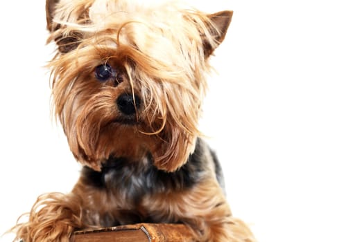 A little funny yorkshire terrier with old book