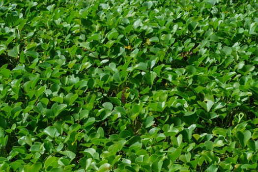 Common water hyacinth or Pontederia crassipes as background photo taken in Banyuwangi, Indonesia