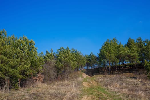 green Christmas trees on a background of blue sky. The beginning of spring