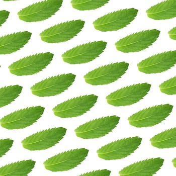 Seamless pattern of green mint leaves 