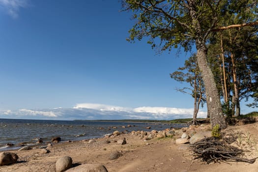 view of the sea bay, pine forest, blue sky and stones on the sandy shore. Beautiful landscape. Gulf of Finland. Baltic