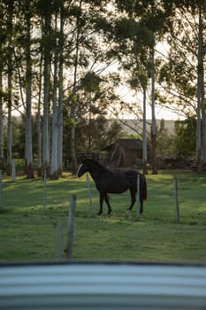 Criollo horses in the countryside of Uruguay.