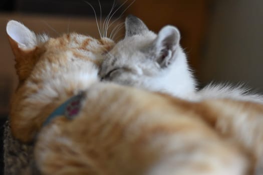 Adult Orange Tabby and Small Kitten Cuddling So Cute. High quality photo