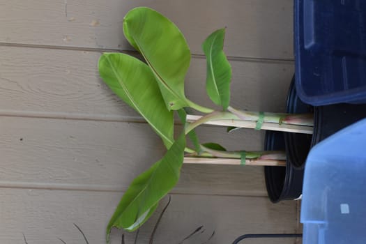 Two Banana Tree Pups Growing in Pots on Patio. High quality photo