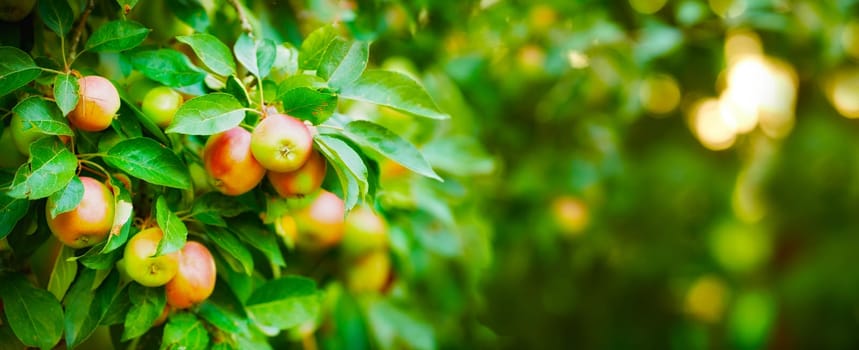 Apple, tree and plants, growth and nature for sustainable farming and agriculture or garden background. Banner of red and green fruits growing on trees for healthy food, harvest and sustainability.