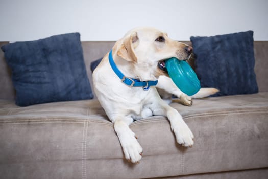 Portrait of an eighteen month old white Labrador retriever lying on a gray textile sofa. A happy and funny dog is lying at home. Close, copy space.