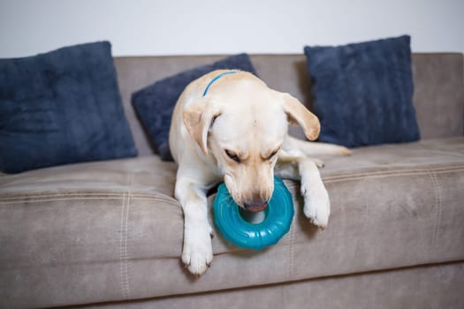 Portrait of an eighteen month old white Labrador retriever lying on a gray textile sofa. A happy and funny dog is lying at home. Close, copy space.
