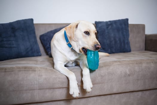 Portrait of an eighteen month old white Labrador retriever lying on a gray textile sofa. A happy and funny dog is lying at home. Close, copy space.