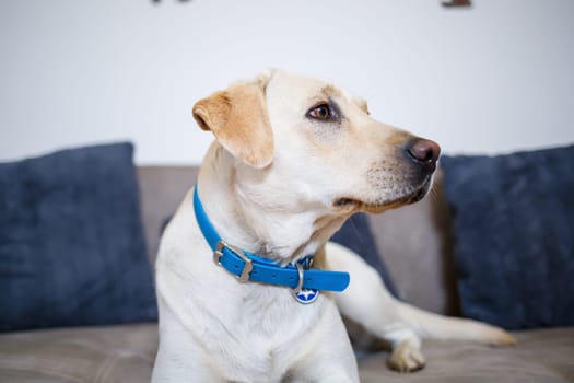Portrait of an eighteen month old white Labrador retriever lying on a gray textile sofa. A happy and funny dog is lying at home. Close, copy space.