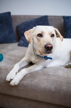 portrait of a large dog of breed Labrador of light coat of color, lies on a sofa in the apartment, pets