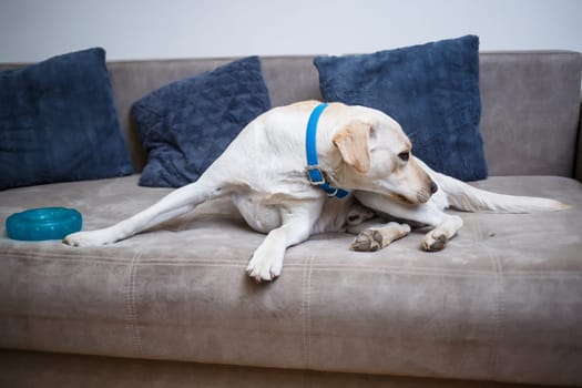 A cute big white Labrador dog is lying on a sofa in a cozy country house and looking at the camera. Happy pets concept