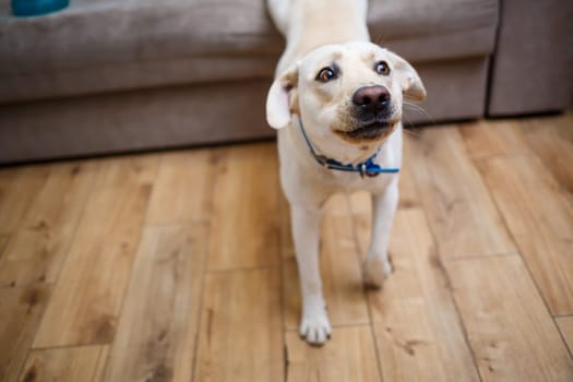A cute big white Labrador dog is lying on a sofa in a cozy country house and looking at the camera. Happy pets concept