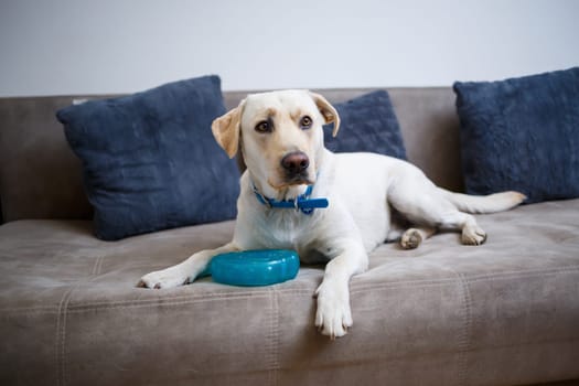 A cute big white Labrador dog is lying on a sofa in a cozy country house and looking at the camera. Happy pets concept