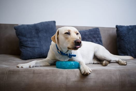 A cute big white Labrador dog is lying on a sofa in a cozy country house and looking at the camera. Happy pets concept