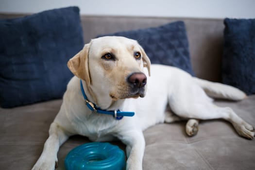 A large yellow Labrador dog feels comfortable and rests in a chair. The pale dog sat and smiled, The animal in the house,