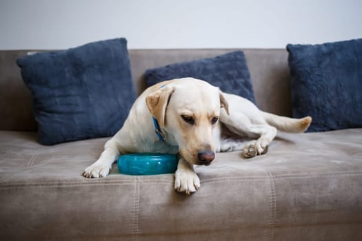 A large yellow Labrador dog feels comfortable and rests in a chair. The pale dog sat and smiled, The animal in the house,