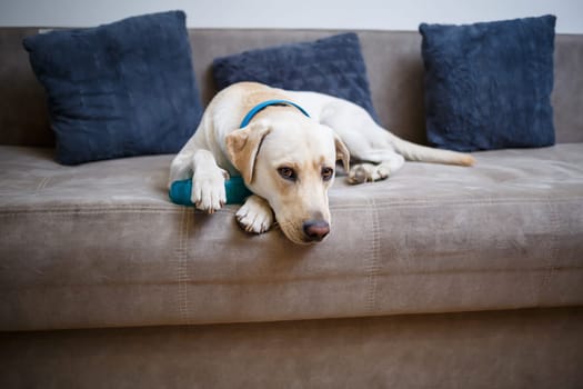 A large yellow Labrador dog feels comfortable and rests in a chair. The pale dog sat and smiled, The animal in the house,