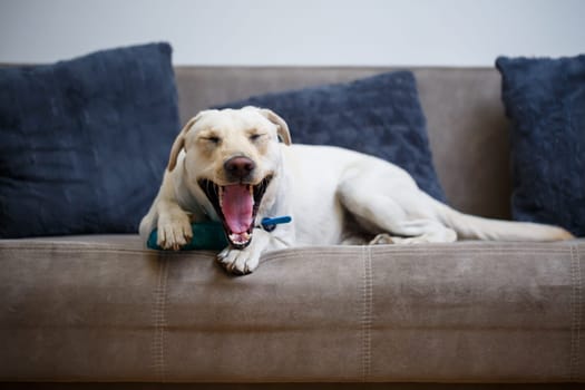 portrait of a large dog of breed Labrador of light coat of color, lies on a sofa in the apartment, pets