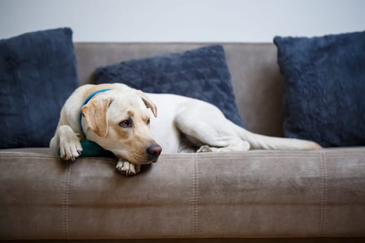 A large yellow Labrador dog feels comfortable and rests in a chair. The pale dog sat and smiled, The animal in the house,