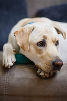 portrait of a large dog of breed Labrador of light coat of color, lies on a sofa in the apartment, pets