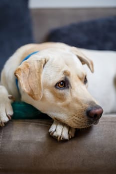 portrait of a large dog of breed Labrador of light coat of color, lies on a sofa in the apartment, pets