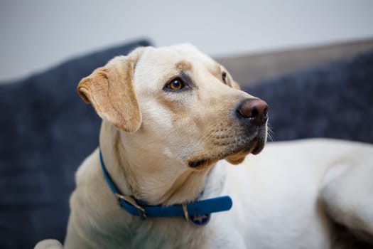 portrait of a large dog of breed Labrador of light coat of color, lies on a sofa in the apartment, pets