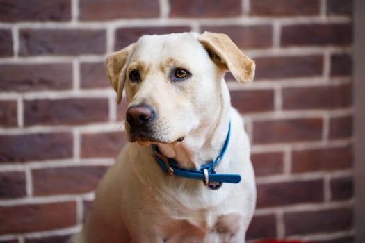 Yellow labrador retriever is waiting at home.