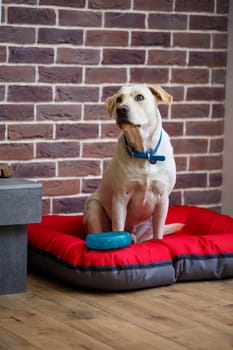 A large dog of light color wool Labrador breed is sitting on a red litter against a brick wall