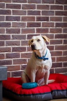 A large dog of light color wool Labrador breed is sitting on a red litter against a brick wall