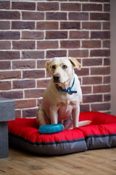 A large dog of light color wool Labrador breed is sitting on a red litter against a brick wall