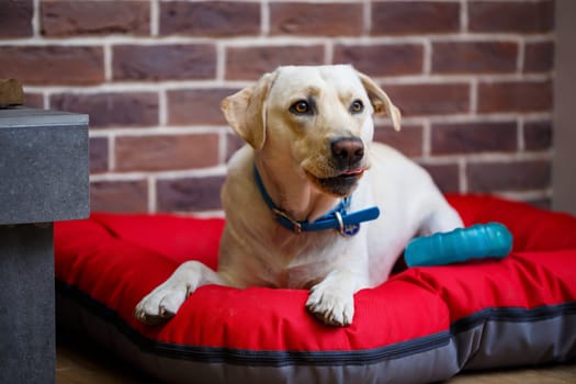 A large dog of light color Labrador coat lying on a red litter