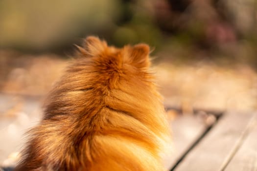 Mini pomeranian walks in the park. Pomeranian on a walk in the autumn park. Dog on the street