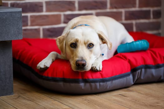 A large dog of light color Labrador coat lying on a red litter