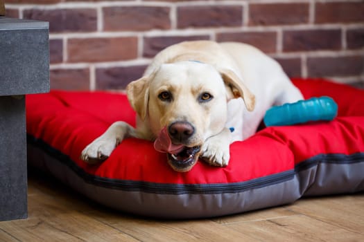 A large dog of light color Labrador coat lying on a red litter