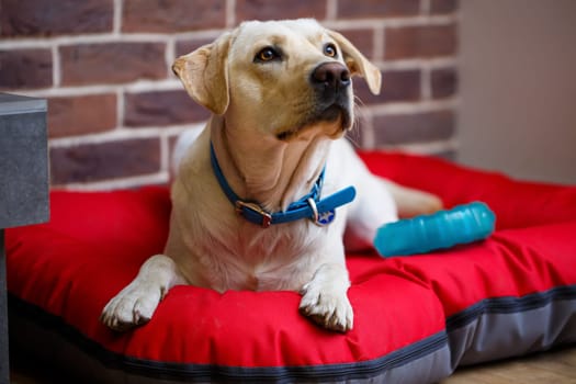 A large dog of light color Labrador coat lying on a red litter