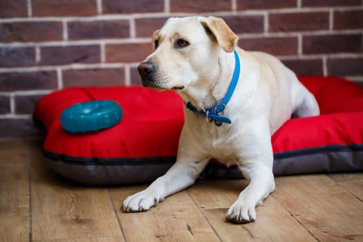 A large dog of light color Labrador coat lying on a red litter