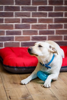 A large dog of light color Labrador coat lying on a red litter