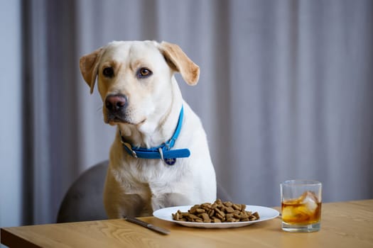 portrait of a business large dog of breed Labrador of light coat, sitting on a chair near the dining table, a plate with food, pets