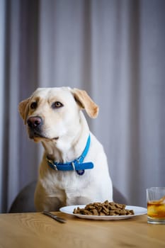 portrait of a business large dog of breed Labrador of light coat, sitting on a chair near the dining table, a plate with food, pets