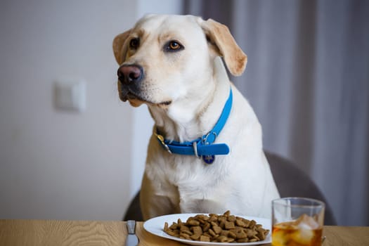portrait of a business large dog of breed Labrador of light coat, sitting on a chair near the dining table, a plate with food, pets