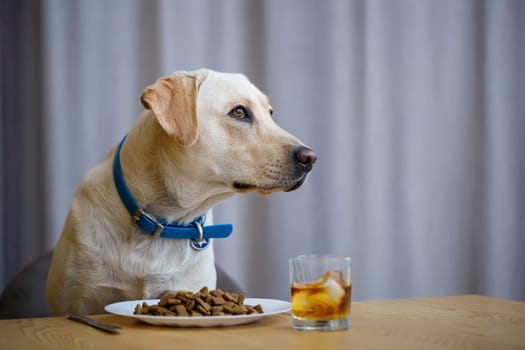 portrait of a business large dog of breed Labrador of light coat, sitting on a chair near the dining table, a plate with food, pets