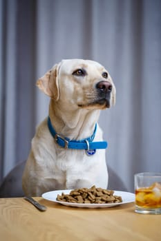 portrait of a business large dog of breed Labrador of light coat, sitting on a chair near the dining table, a plate with food, pets