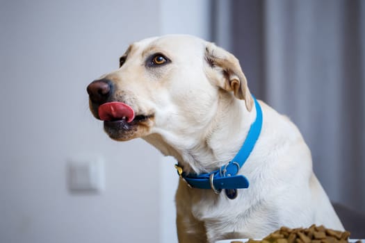 portrait of a business large dog of breed Labrador of light coat, sitting on a chair near the dining table, a plate with food, pets