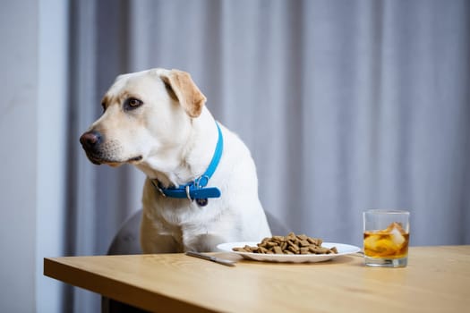 portrait of a business large dog of breed Labrador of light coat, sitting on a chair near the dining table, a plate with food, pets