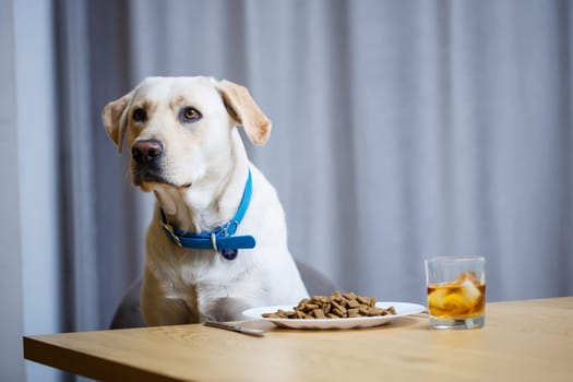 portrait of a business large dog of breed Labrador of light coat, sitting on a chair near the dining table, a plate with food, pets