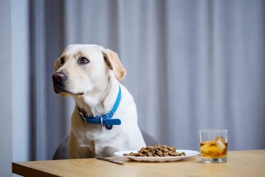 portrait of a business large dog of breed Labrador of light coat, sitting on a chair near the dining table, a plate with food, pets